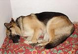 hund