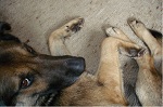 Hund
