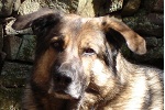 m&uuml;der Hund