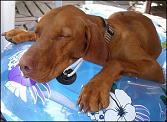 hund