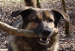 Hund mit Stock