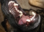Hund g&auml;hnt