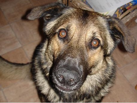 Hund